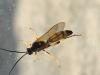 Ichneumon xanthorius